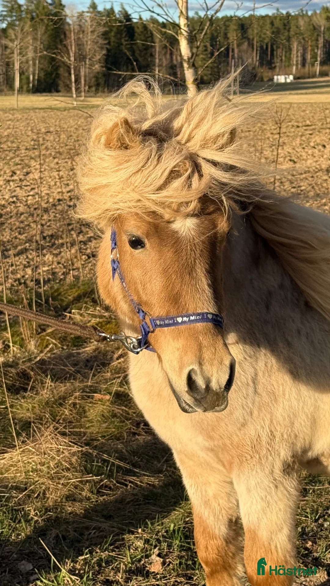 Allround hästar till salu: En mushroomskimmel Shettishingst / valack!  - Annons 7