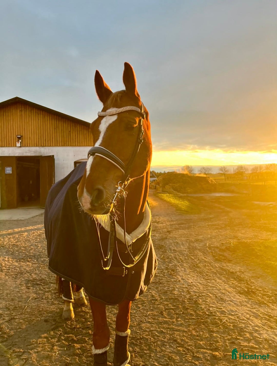 Dressyr hästar till salu: Bästa vän och tävlingskompis i Malmö - Annons 1
