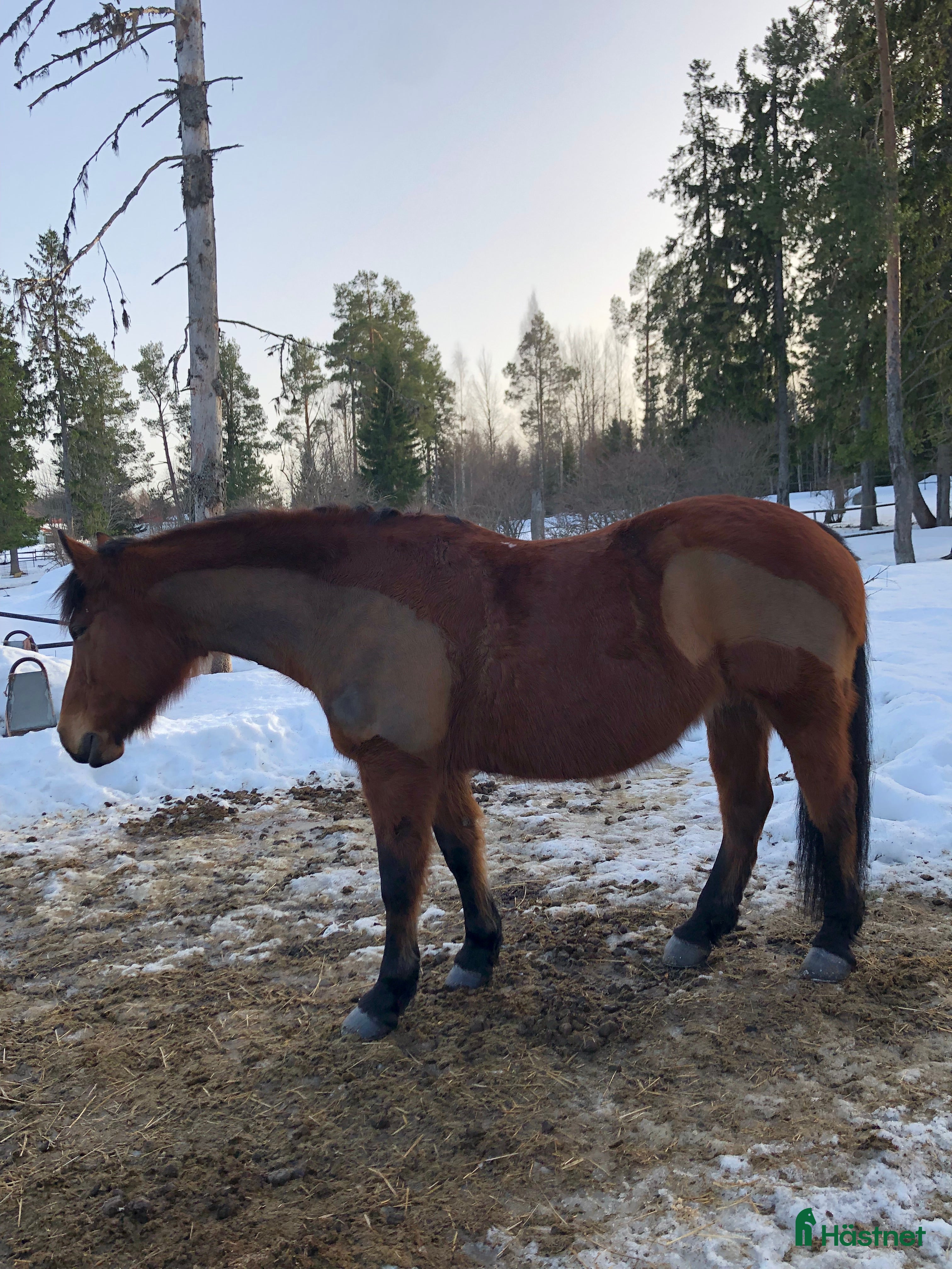  hästar Prinsessa söker nytt hem - Annons 7