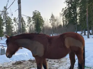 hästar Prinsessa söker nytt hem - Annons 7