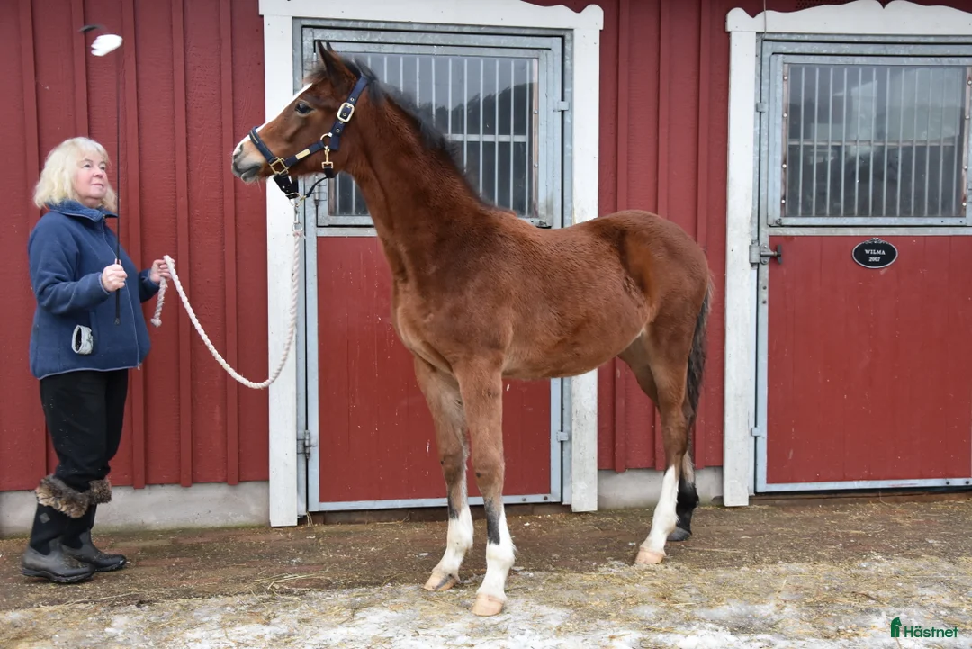 Dressyr hästar till salu: Vackert ungsto för dressyr i Partille - Annons 6
