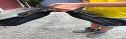 Sadlar hästutrustning till salu: Horse Saver hoppsadel 16” W (vid bom) i Ringarum - Annons 6