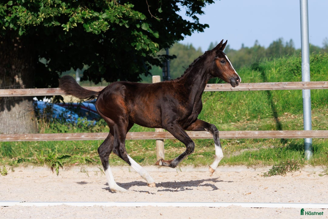 Dressyr hästar till salu: Vackert sto med spännande stam i Östervåla - Annons 5