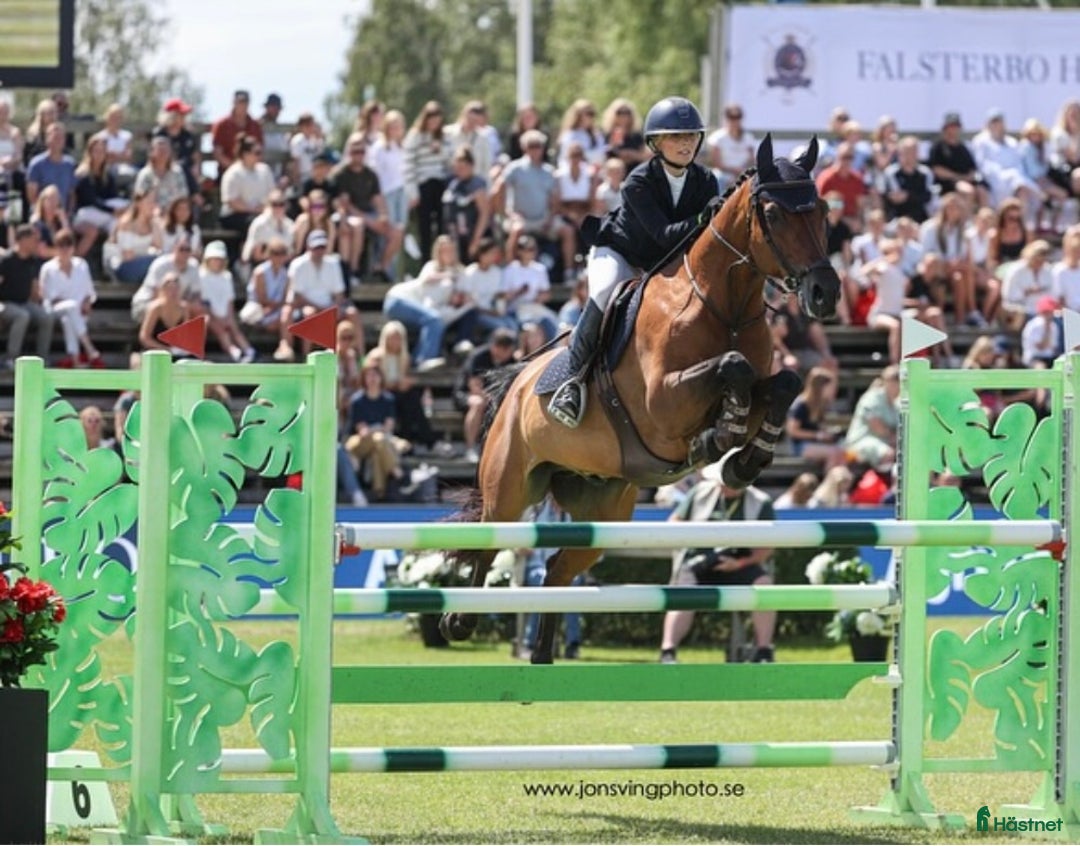 Hoppning hästar till salu: Fantastisk Children/ Amatör häst  i Norrköping - Annons 2
