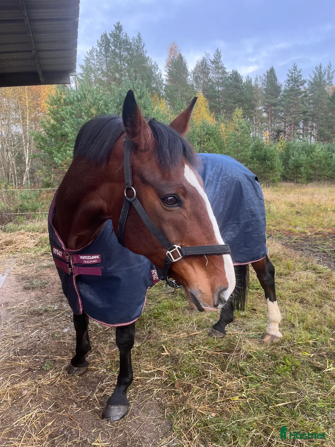 Hoppning hästar till salu: Fin häst med utvecklingspotential  - Annons 2