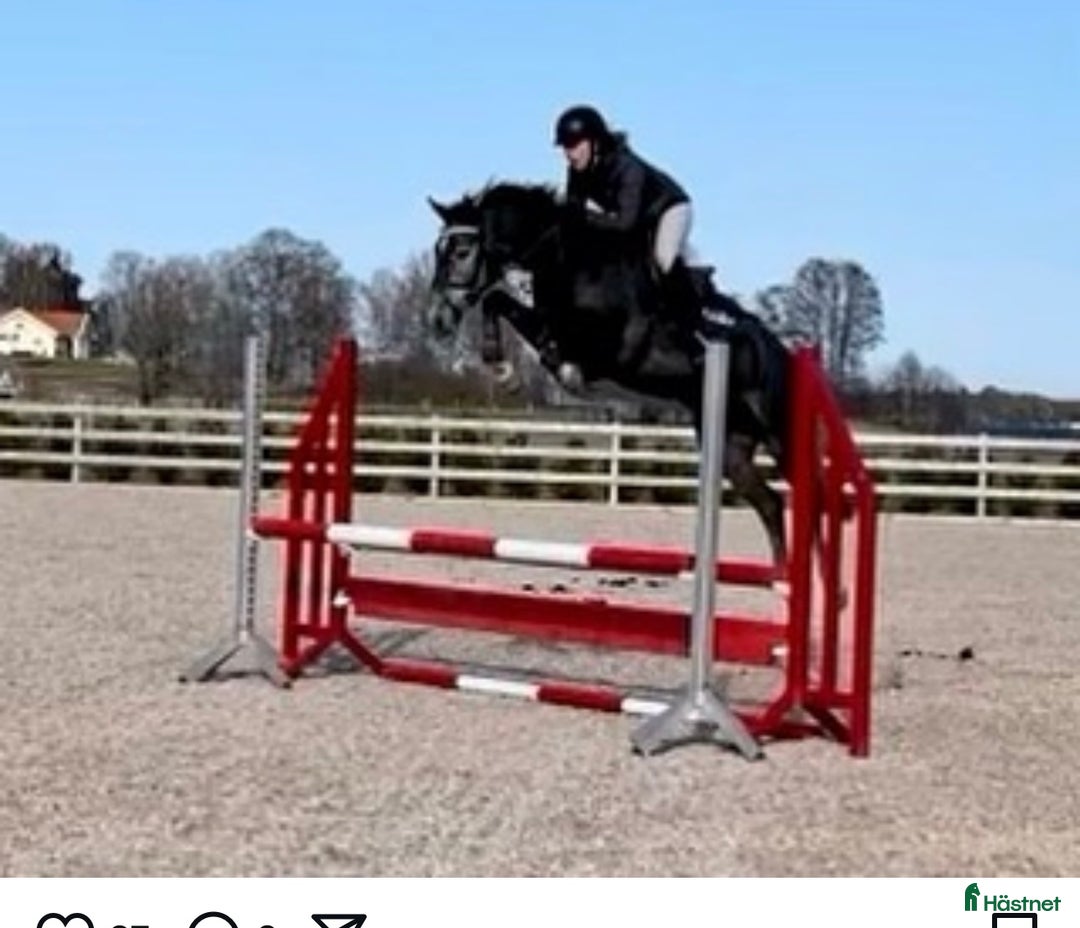 Hoppning hästar till salu: Kvalitetssto - Annons 2