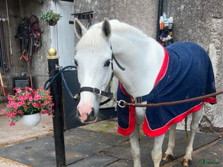 hästar Charmig c-ponny söker fodervärd! i Malmö - Annons 9