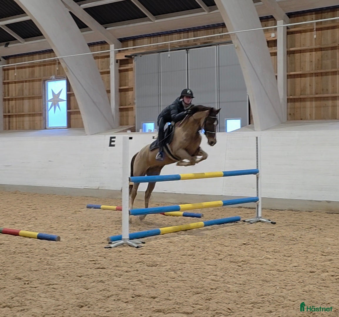 Hoppning hästar till salu: Pigg D-ponny - Annons 2