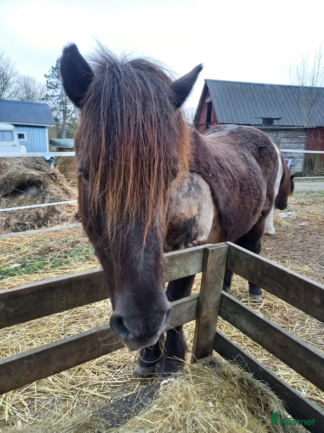 Island hästar till salu: Muni från Örvik  - Annons 4