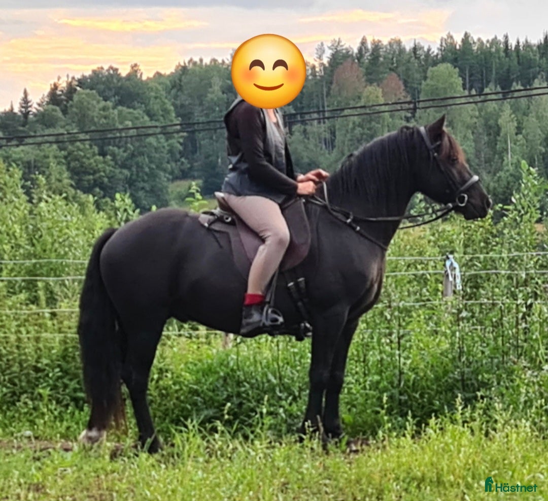 Allround hästar till salu: Vackra Welsh cob i Stöde - Annons 5