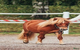 Trav hästar till salu: 2 års hingst  i Hallsberg - Annons 4