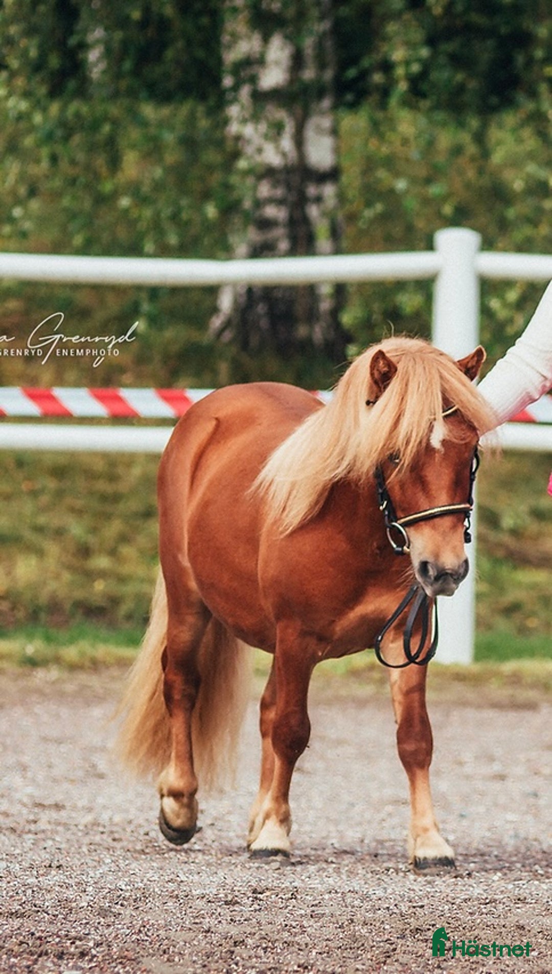 Trav hästar till salu: 2 års hingst  i Hallsberg - Annons 4