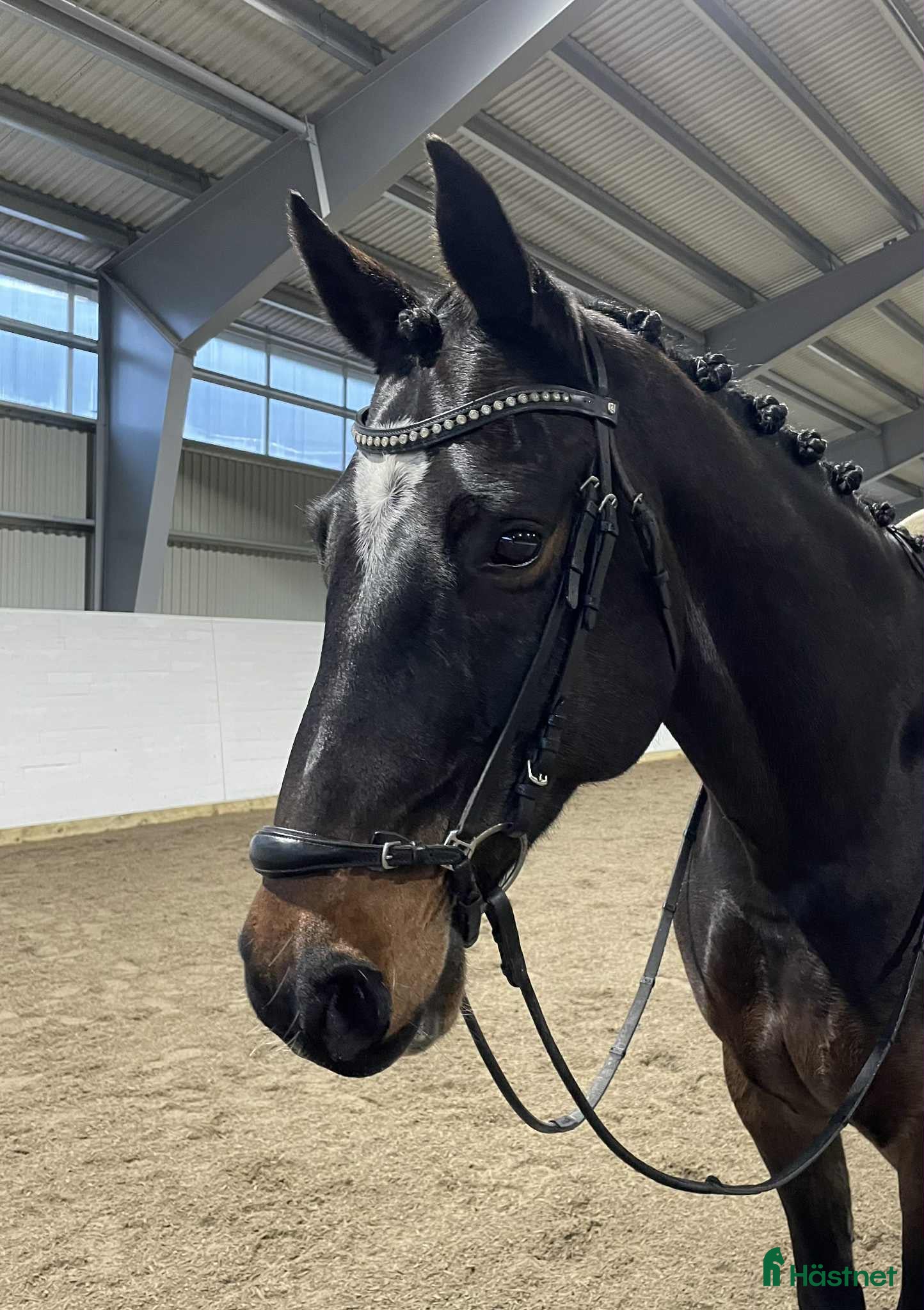  hästar En bästa vän med utstrålning i Vittinge - Annons 13