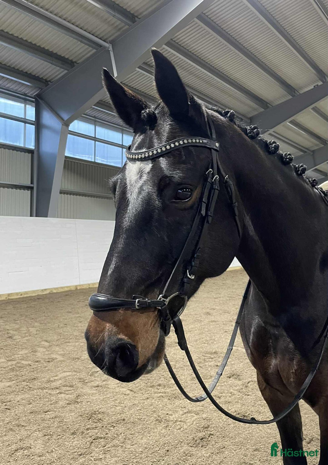 Dressyr hästar till salu: En bästa vän med utstrålning i Vittinge - Annons 1