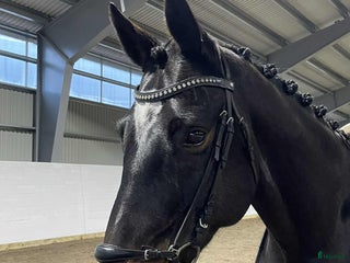 hästar En bästa vän med utstrålning i Vittinge - Annons 13