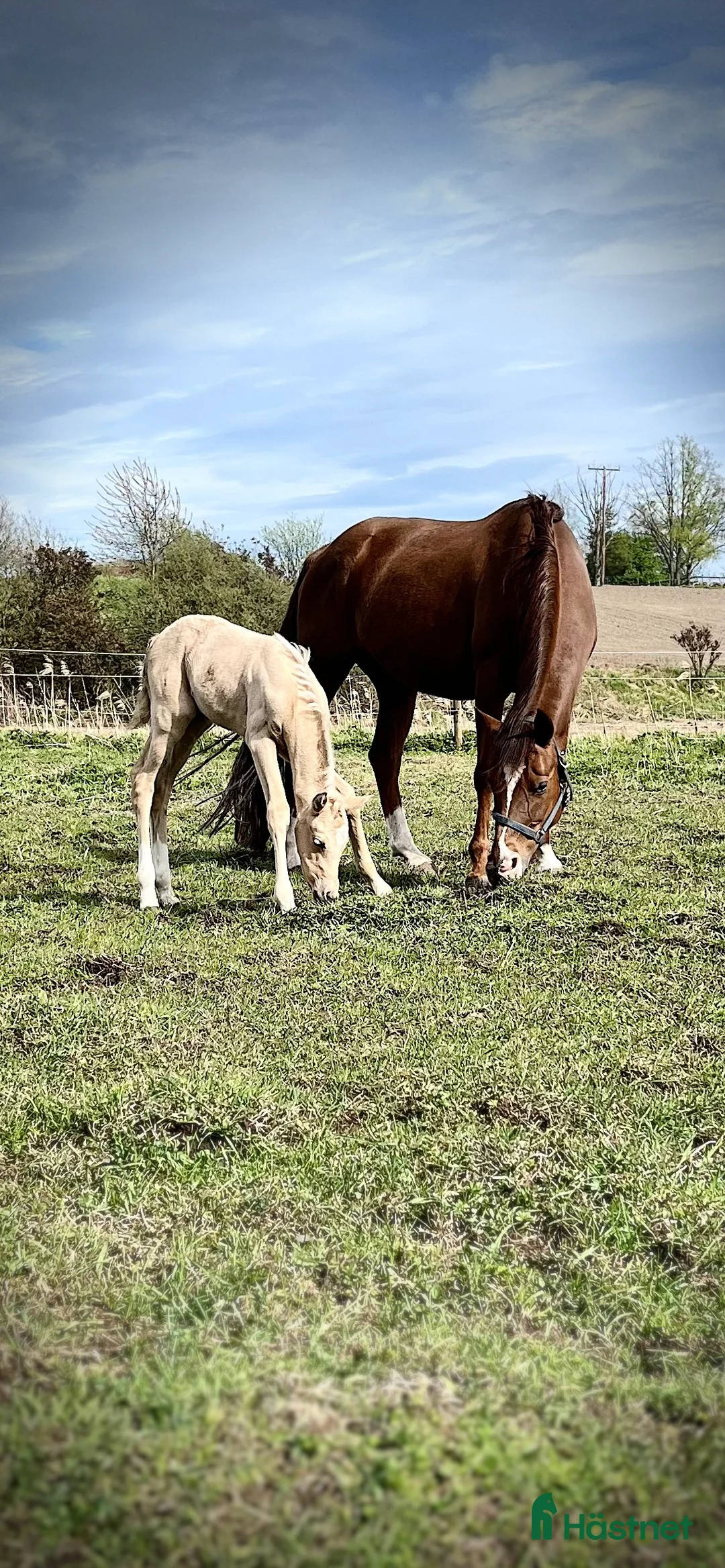 Dressyr hästar till salu: Føll til salgs - Annons 7