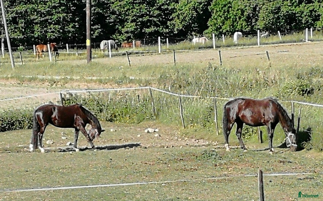  stallplats finnes: Stallplats Tungelsta, Haninge  i Tungelsta - Annons 6