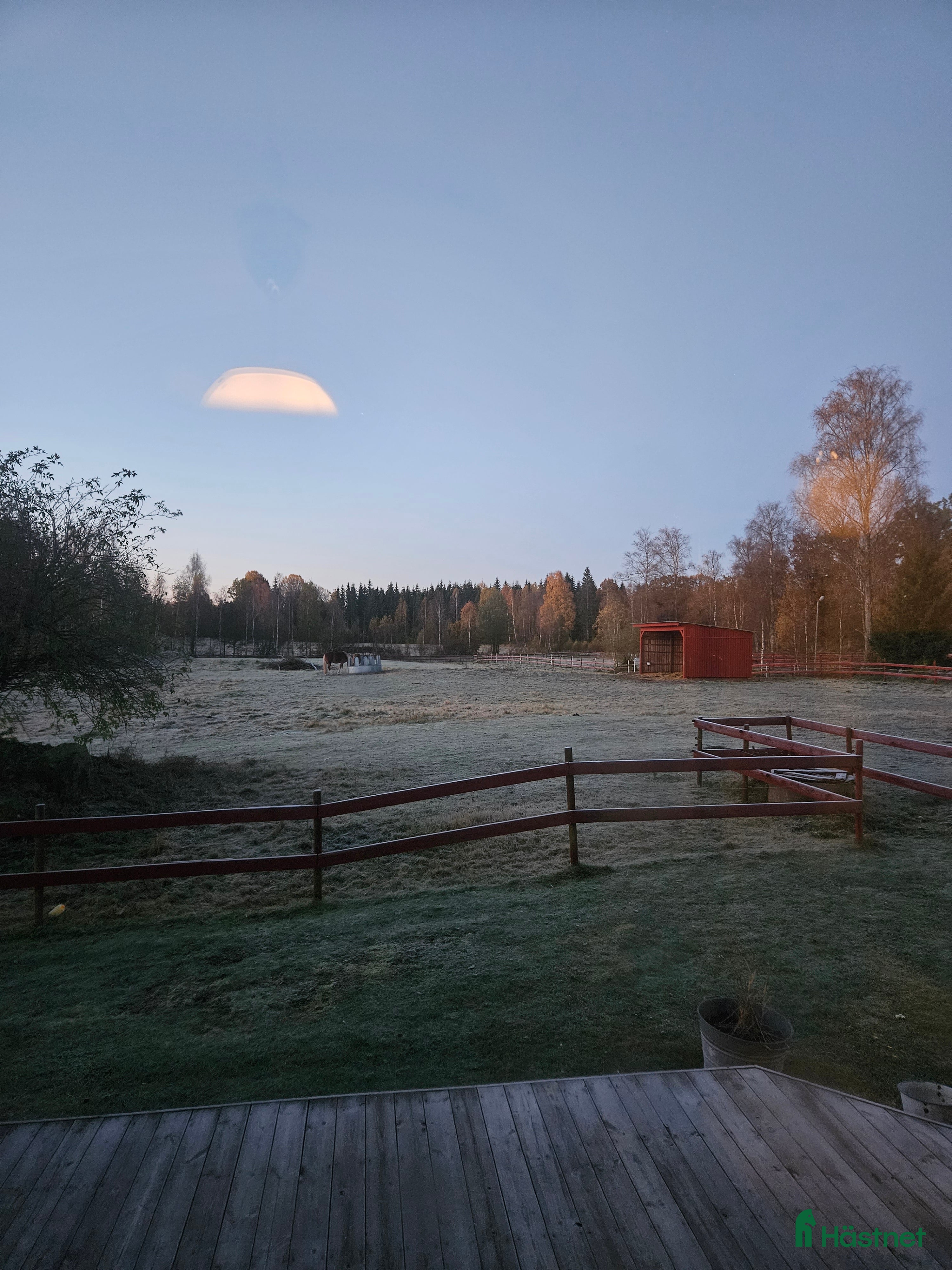  hästar Söker leksugen kompis i Rydaholm - Annons 4