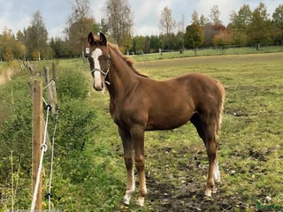 Hoppning hästar till salu: Snygging i lyxförpackning i Månstad - Annons 1