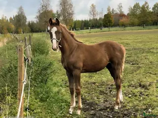 hästar Snygging i lyxförpackning i Månstad - Annons 8