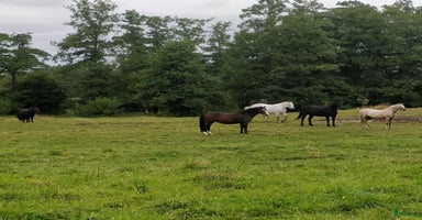  hästar i Tanumshede - Annons 5