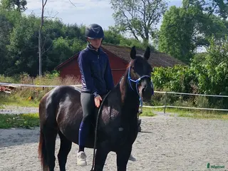 hästar Ett charmtroll som drar blickar till sig! - Annons 10