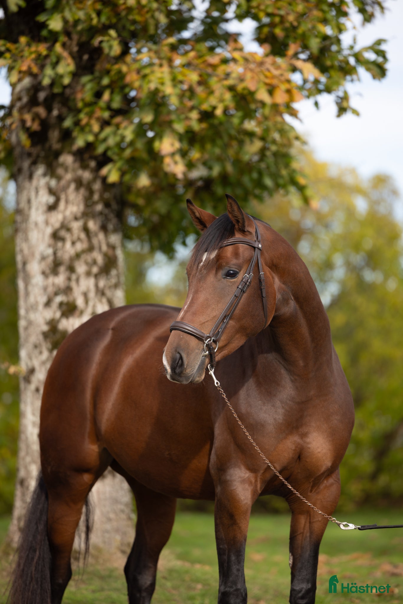  hästar Madison - Annons 3