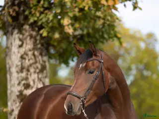 hästar Madison - Annons 6