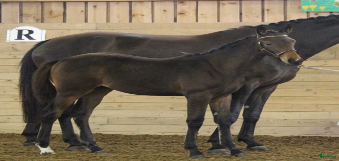 Galleribild {{count}}