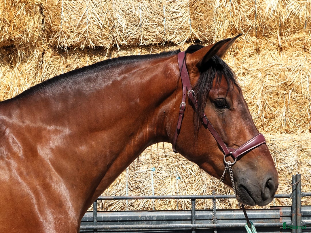 Dressyr hästar till salu: Charmig PRE valack i Coín - Annons 5