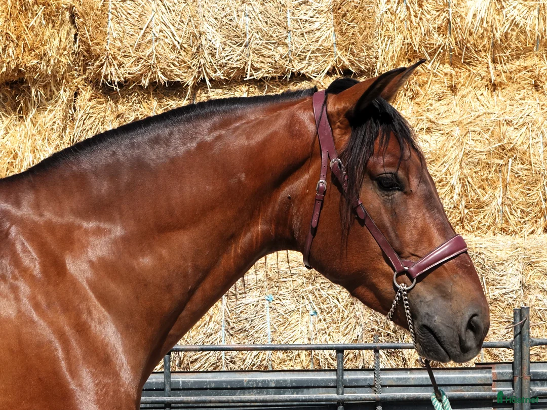 Dressyr hästar till salu: Charmig PRE valack - Annons 4