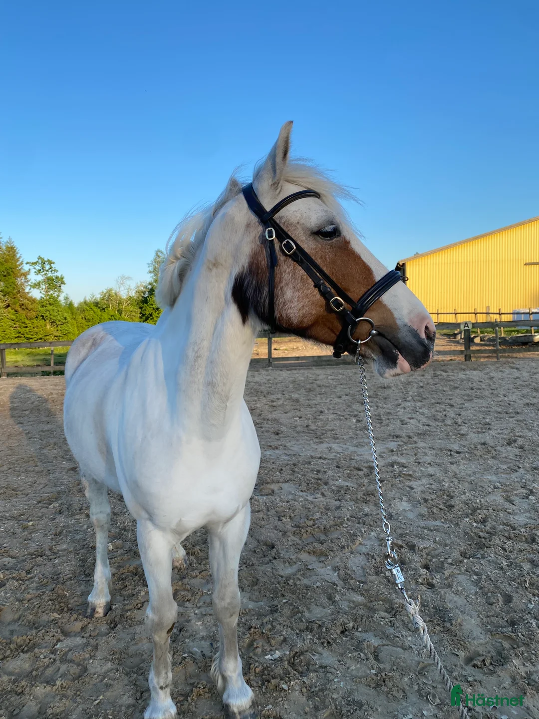 Allround hästar till salu: Snäll, liten D-ponny söker hem - Annons 2