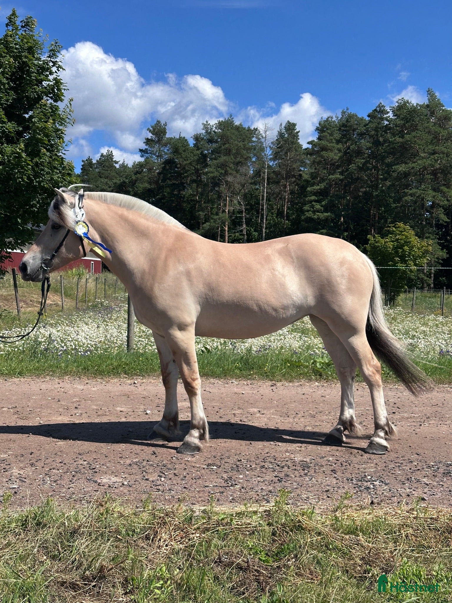 hästar Välhanterat 3-årigt fjordsto - Annons 1