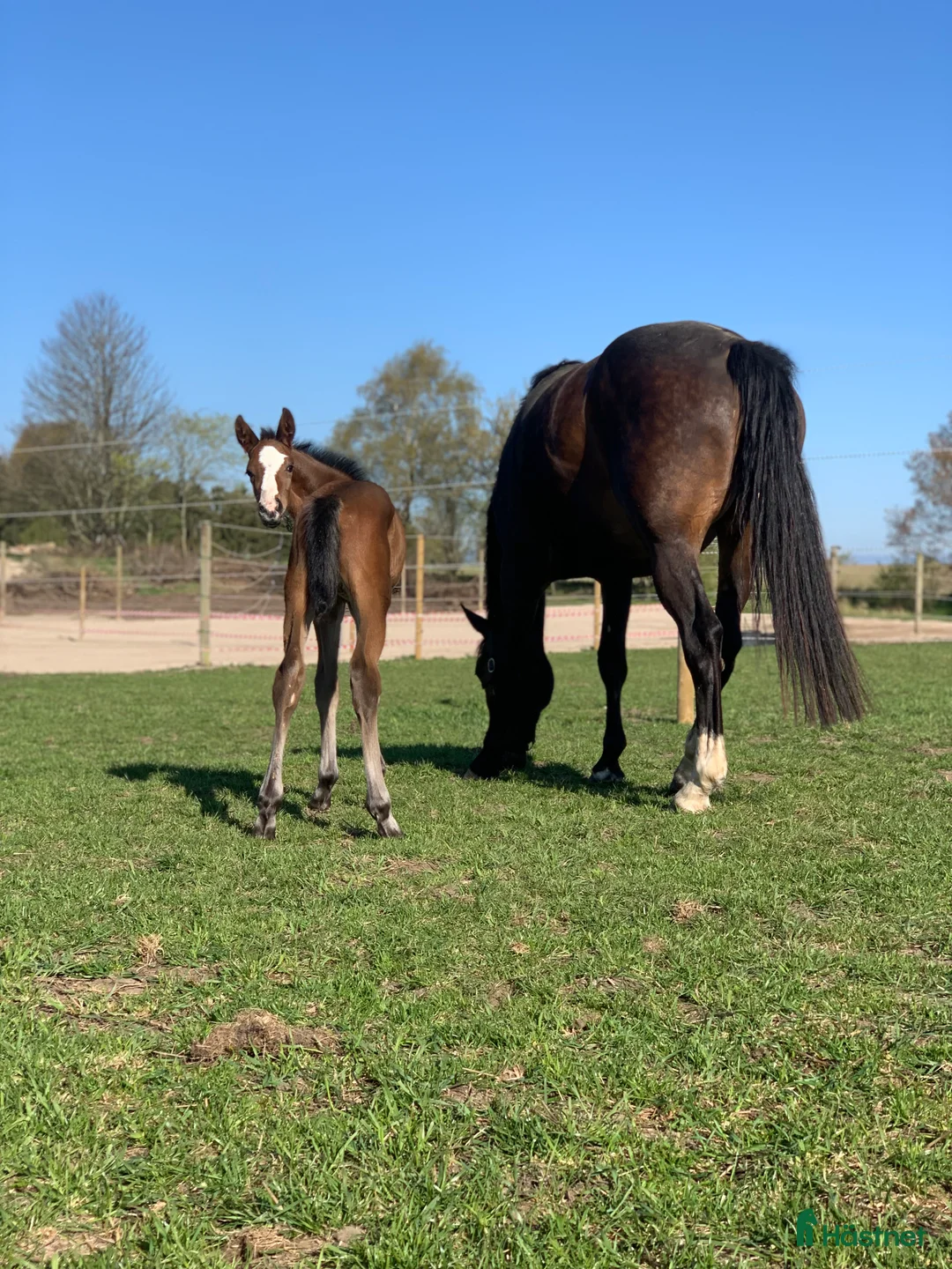 Avelshästar hästar till salu: Top avlshoppe sælges, hophest - Annons 18