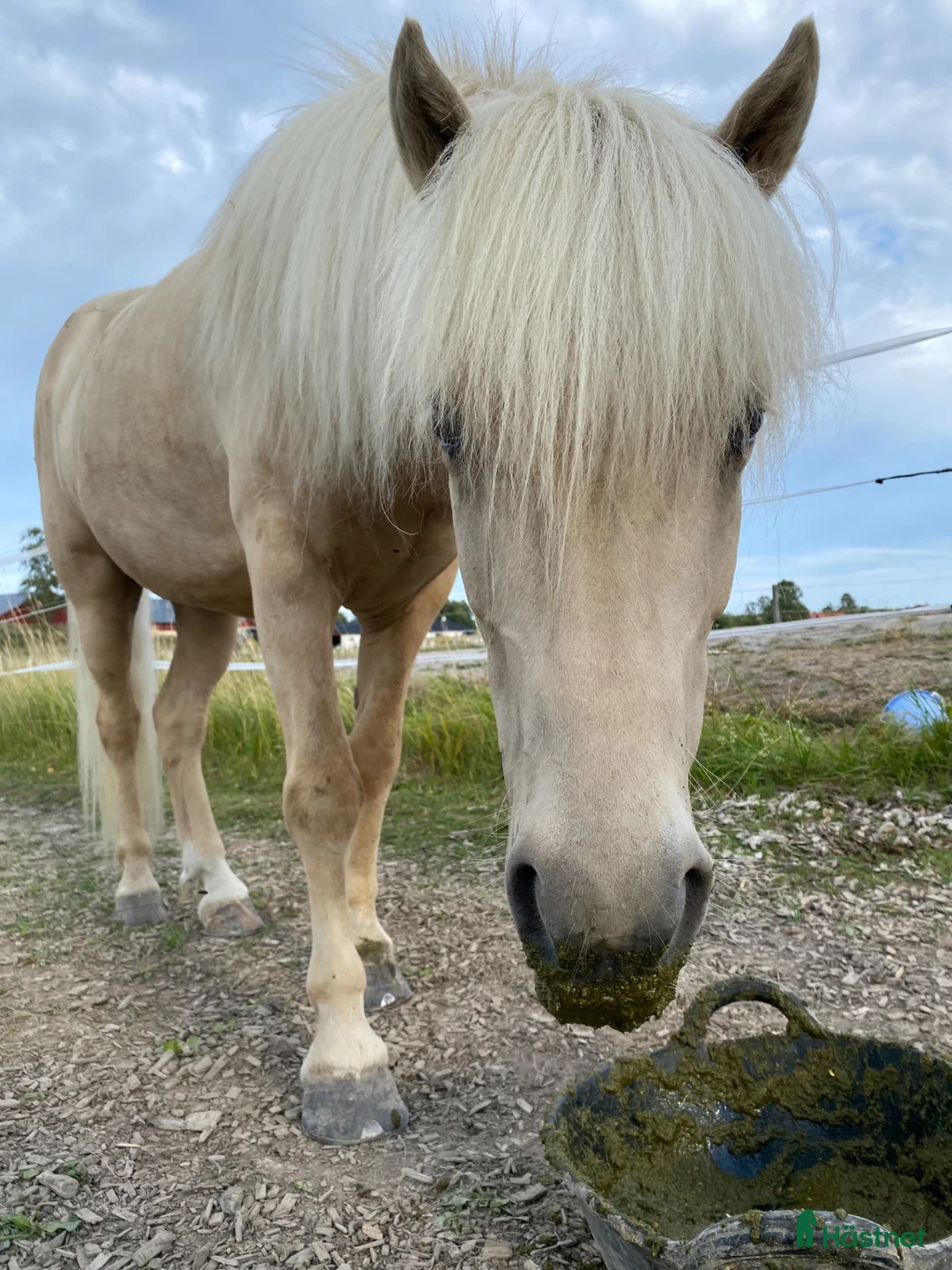 Island hästar till salu: Intressekoll  - Annons 2