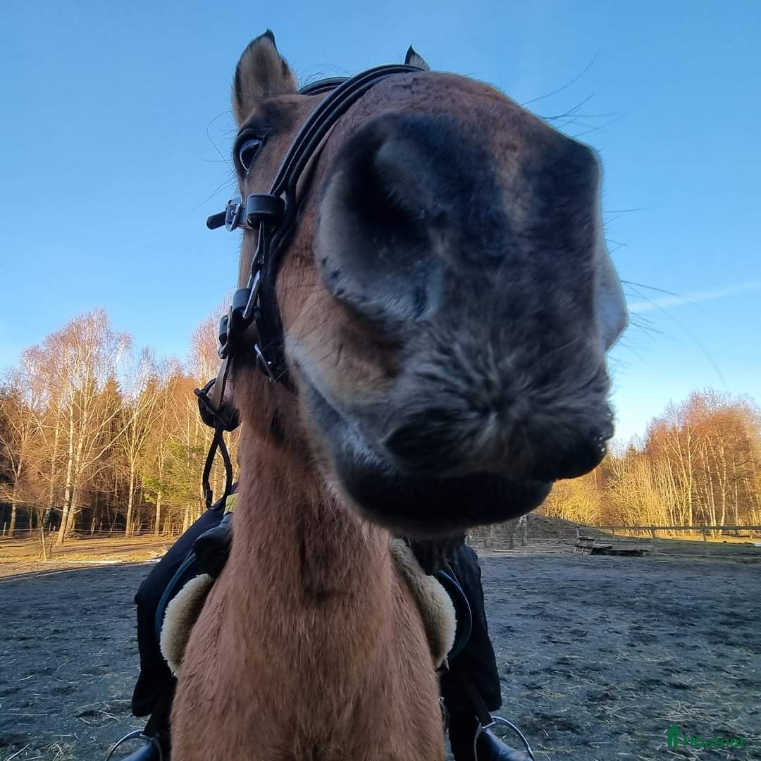  foderhäst finnes: Delfodervärd sökes i Ljungbyhed - Annons 13