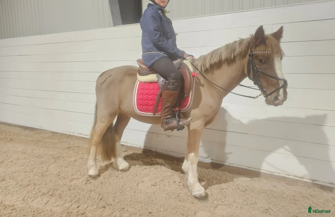 Allround hästar till salu: Underbar B-ponny! - Annons 3