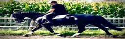 Allround hästar till salu: Black Pearl Waria – Exceptional 5-Year-Old Mare - Annons 11