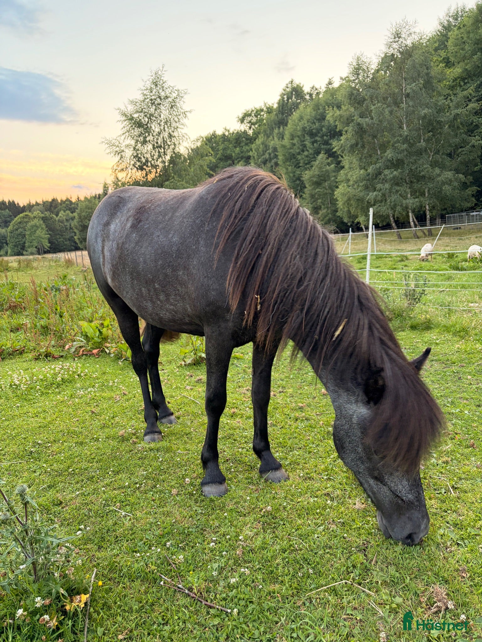  hästar Islandshäst  - Annons 13