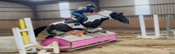Allround hästar till salu: Coloured D pony - Annons 12