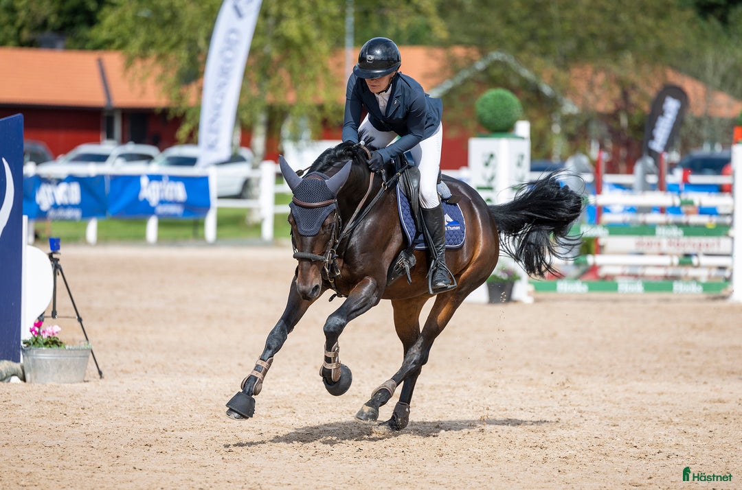 Hoppning hästar till salu: Trevlig junior/childrenhäst i Norrköping - Annons 2