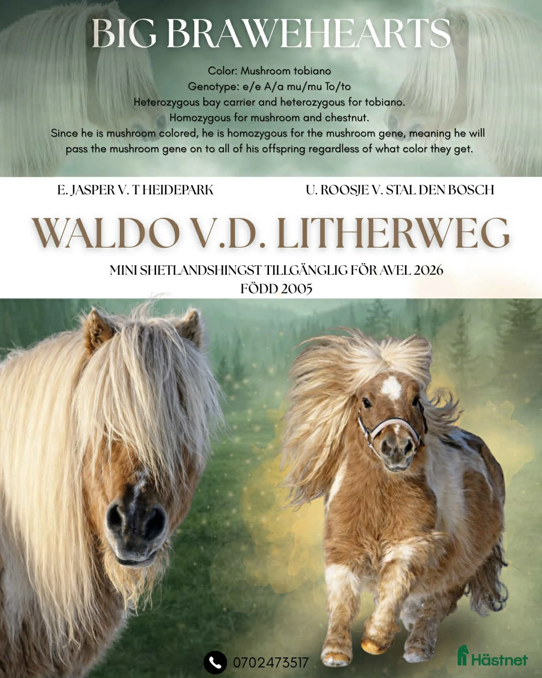  foderhäst finnes: Sommarponny? - Annons 14