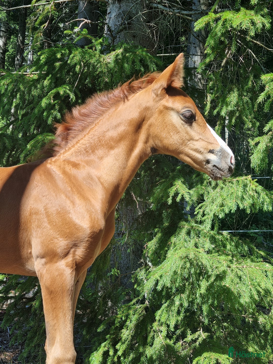 Dressyr hästar till salu: Supertrevligt sto e.Zafferano  i Ludvika - Bild 18