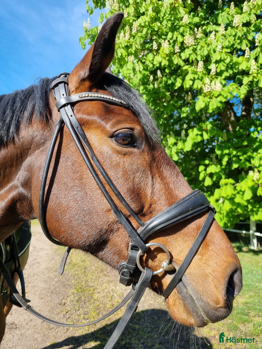 Hoppning hästar till salu: Grön unghäst med stort potential! i Skummeslövsstrand - Annons 1