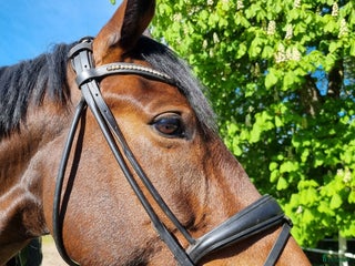 Hoppning hästar till salu: Grön unghäst med stort potential! i Skummeslövsstrand - Annons 1