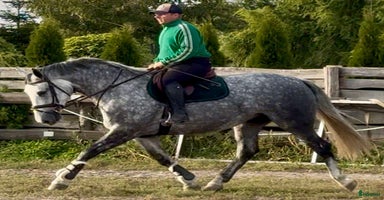  hästar i Stockholm - Annons 9