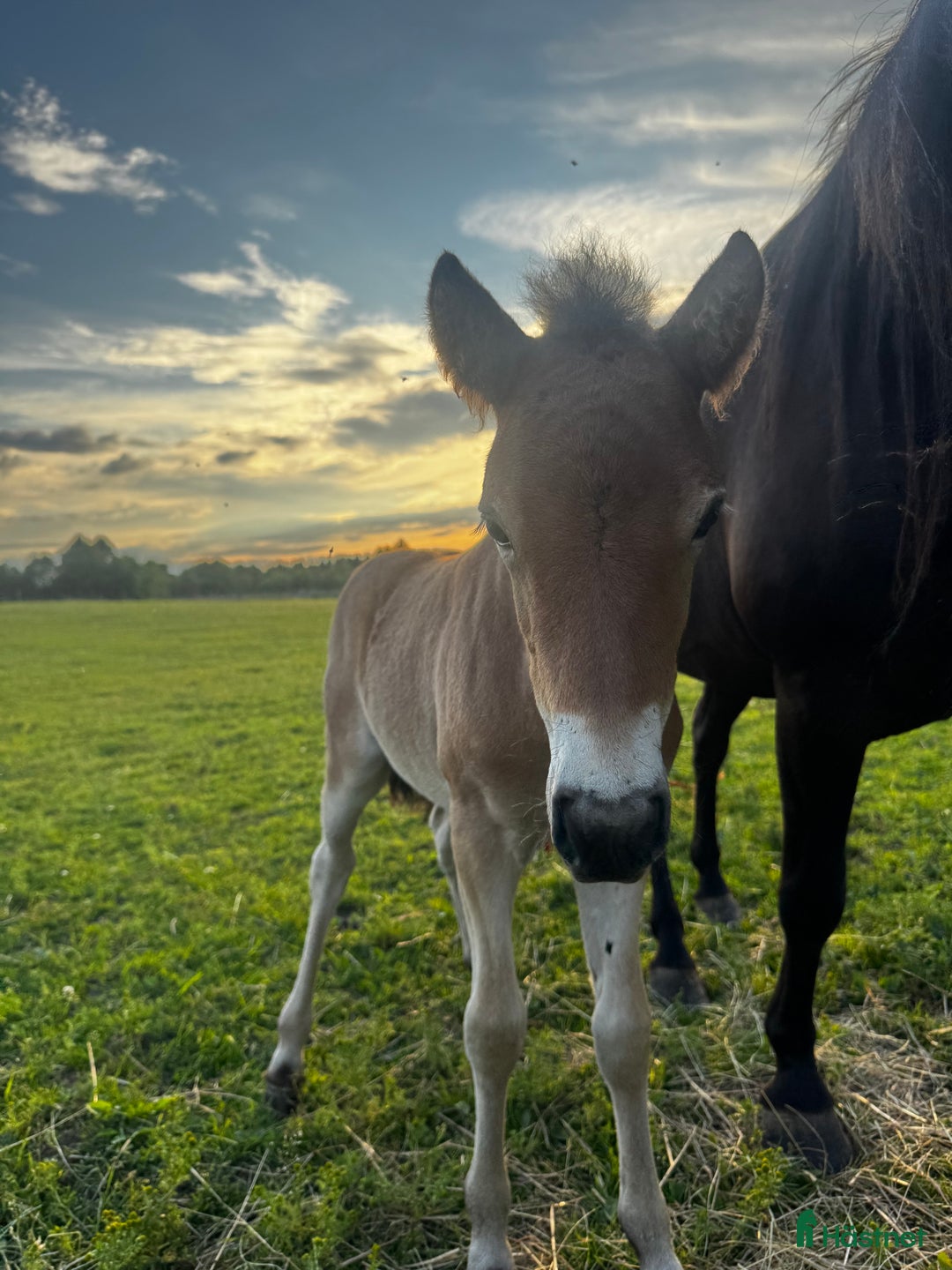 Allround hästar till salu: Riktigt trevligt årsföl i Floby - Annons 4