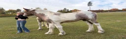 Allround hästar till salu: Dräktigt irish cob sto med stoföl vid sida  - Annons 5