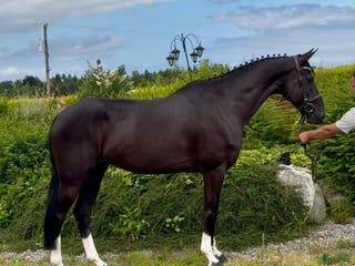 hästar Valack 9 år tävlad 120 - Annons 4