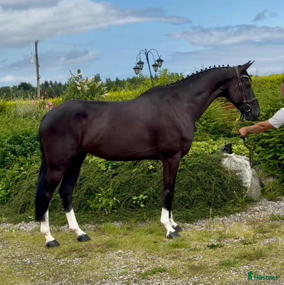 Hoppning hästar till salu: Valack 9 år tävlad 120  - Annons 1